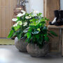 Anthurium wit